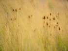 Washington State-Palouse-Eastern Washington and Teasel and grasses gold colors Art Print